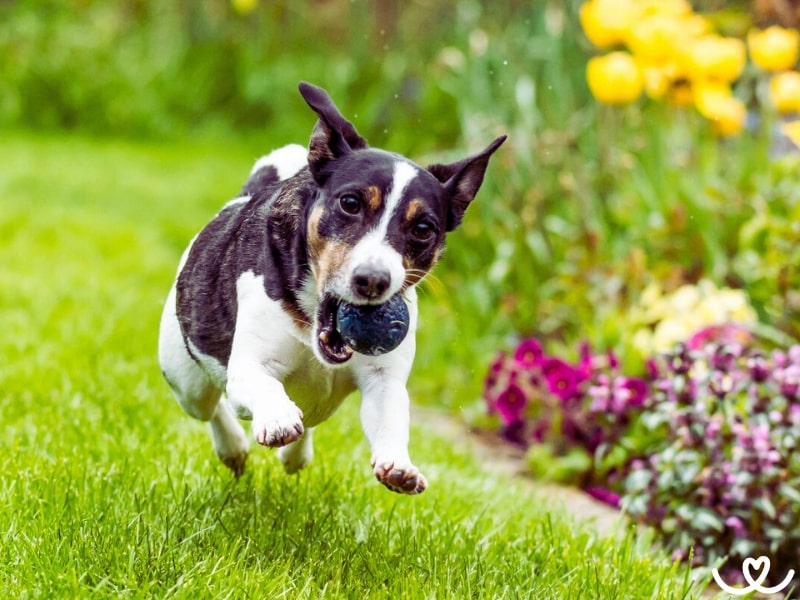 Plemeno-jack-russell-terier (6)